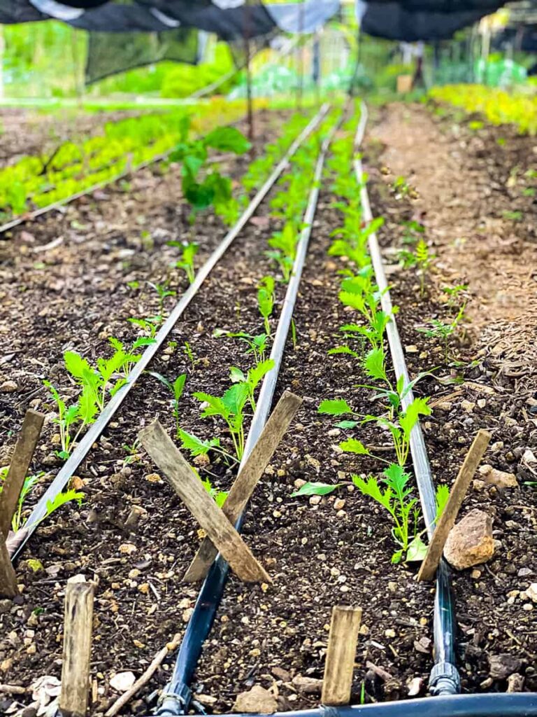 micro greens in a row at the maya organic farm at chaa creek