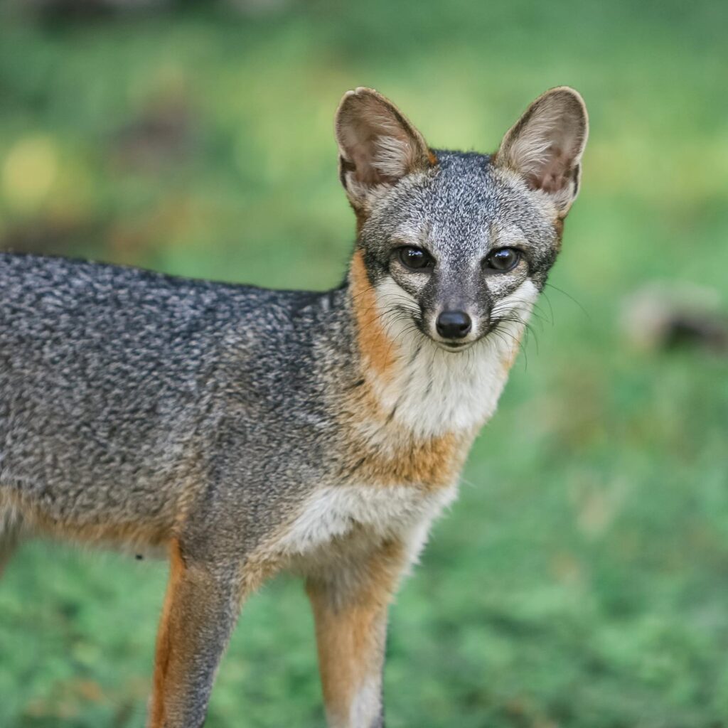 grey fox at chaa creek belize resort