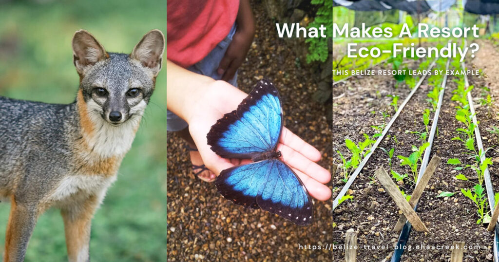what makes a resort eco friendly featured image with text on it