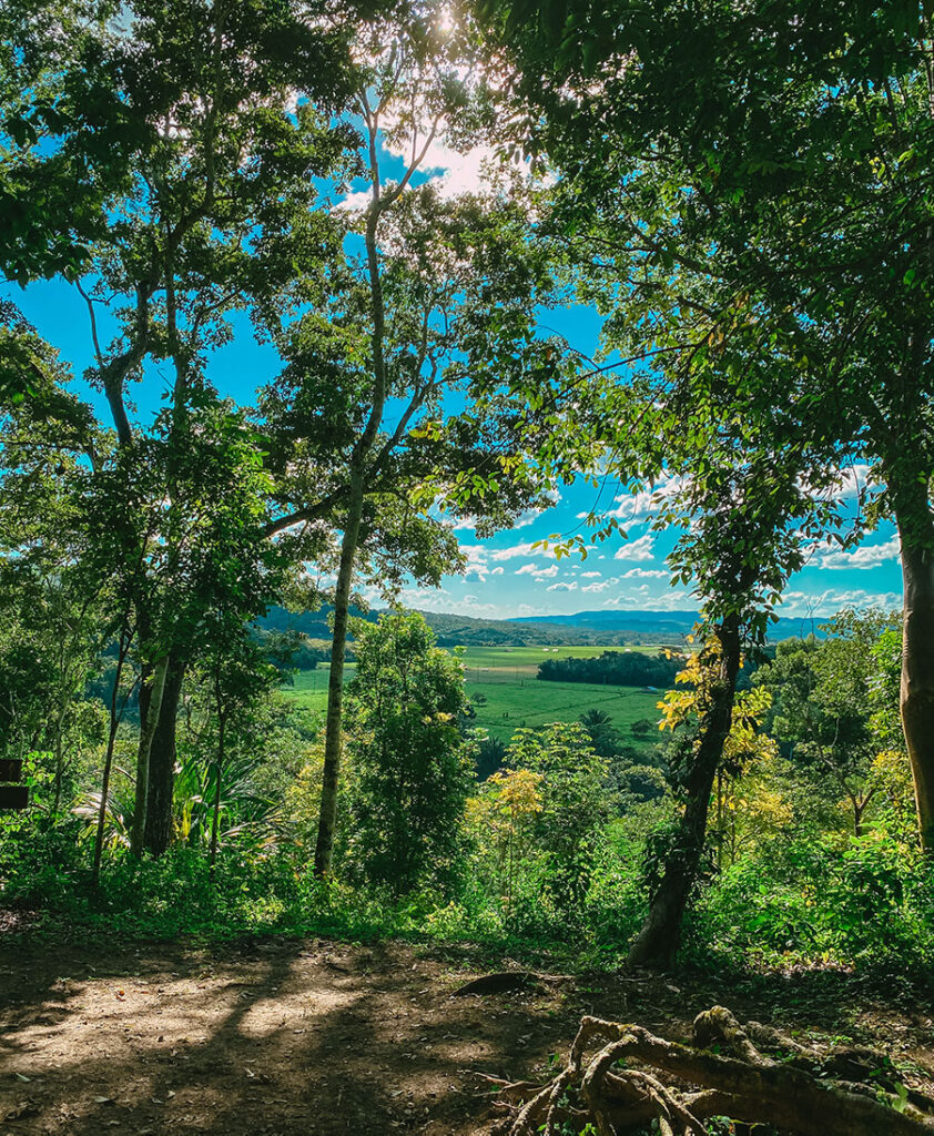 Chaa Creek lookout green rainforest