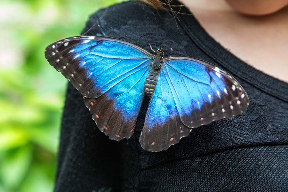 belize spring break family vacation with blue morpho butterfly