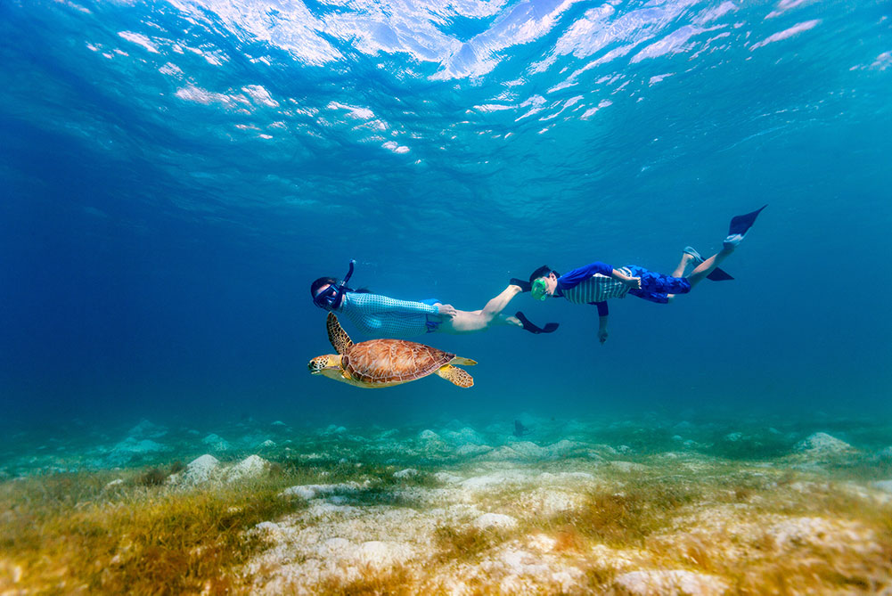 snorkeling the belize barrier reef swimming with turtles