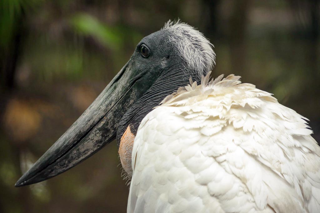 jabiru stork bird at the belize zoo