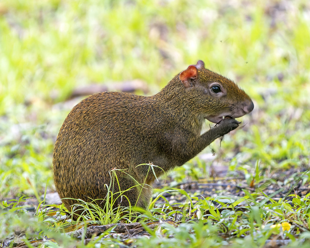 agouti belize wildlife chaa creek