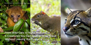 creatures ypu spot chaa creek featured