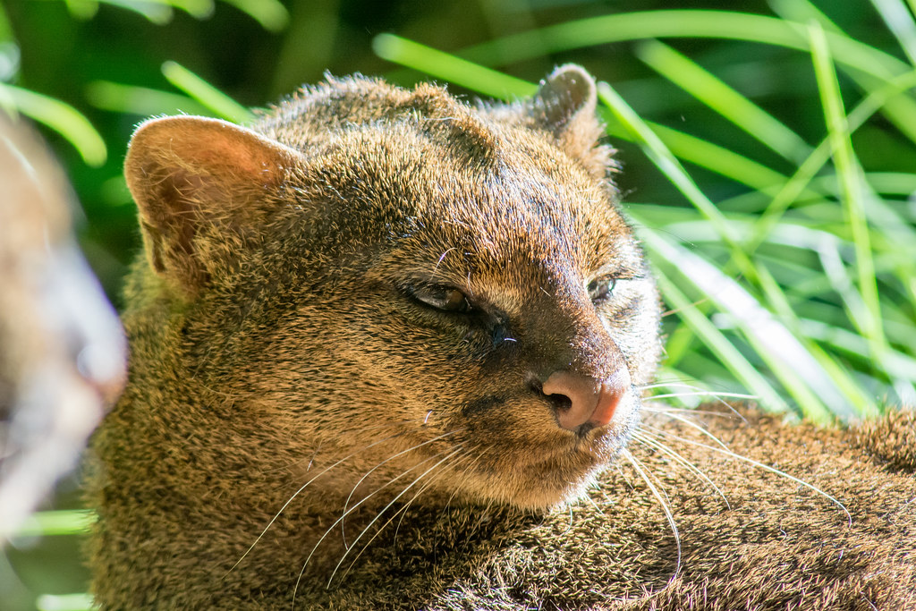 jaguarundi chaa creek belize creatures of night walk