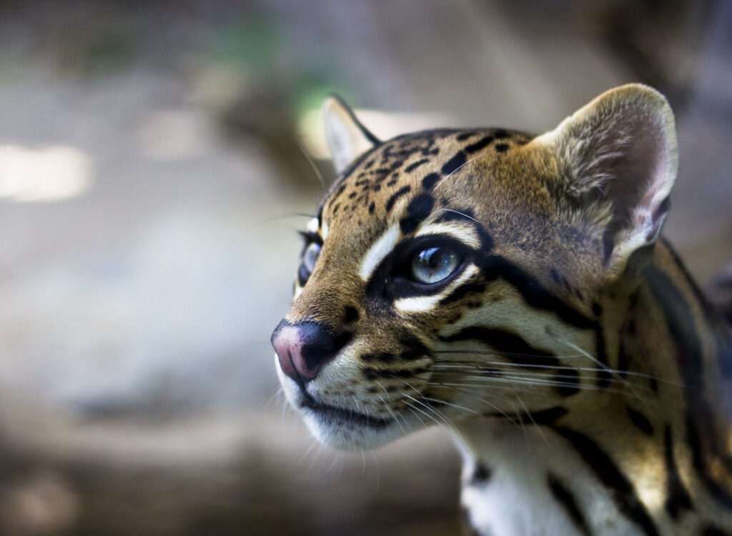 ocelot belize wildlife chaa creek creatures night walk