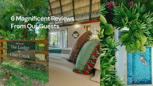 reviews from guests
