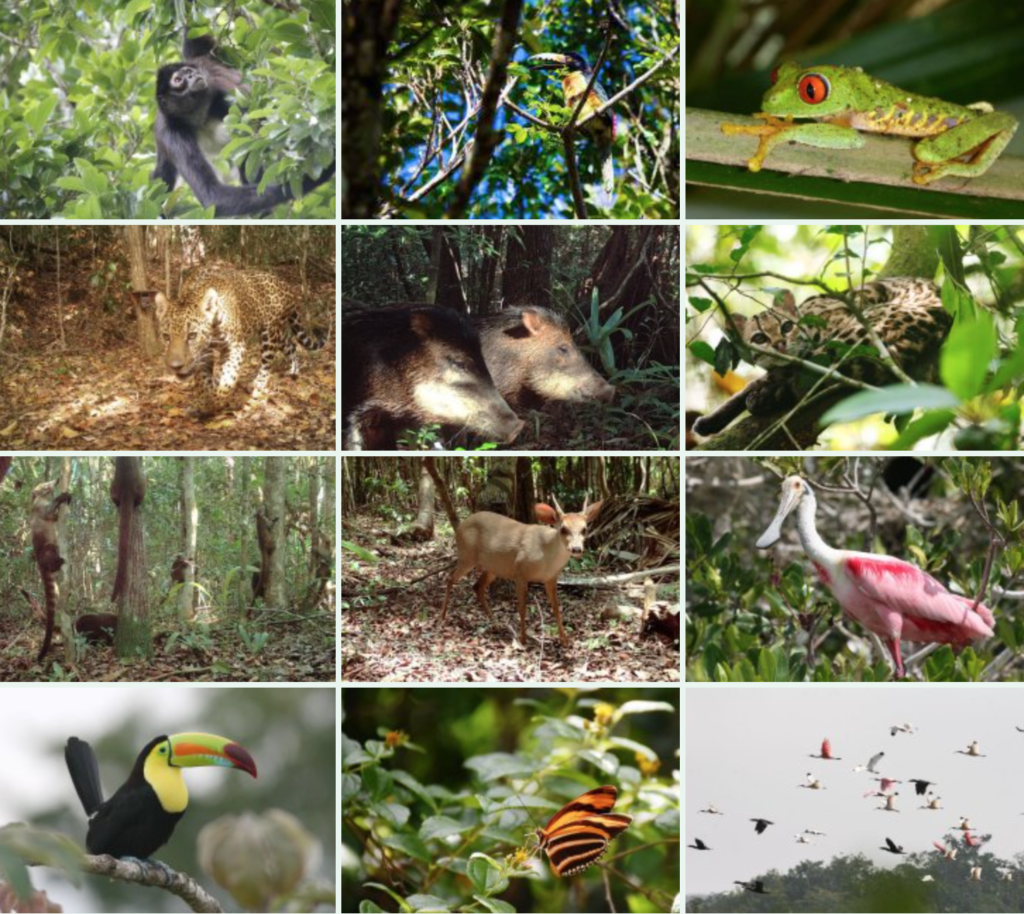 Flora and fauna belize Wildlife 