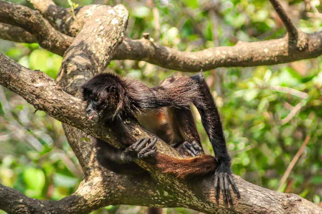 Spider Monkey Belize Wildlife 