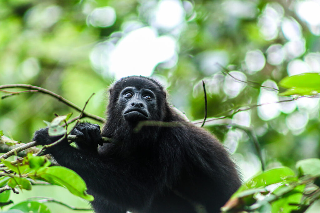 Yucatan Black Howler Monkey Belize Wildlife