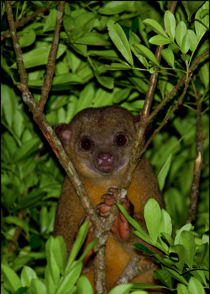 kinkajou in belize
