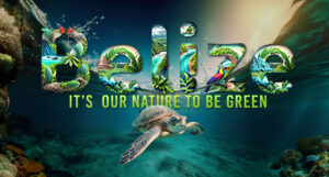 absolute reality v16 sea turtle swimming under water under wa 3