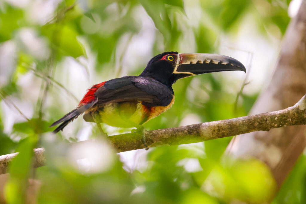 chaa creek birds of belize set 2 6