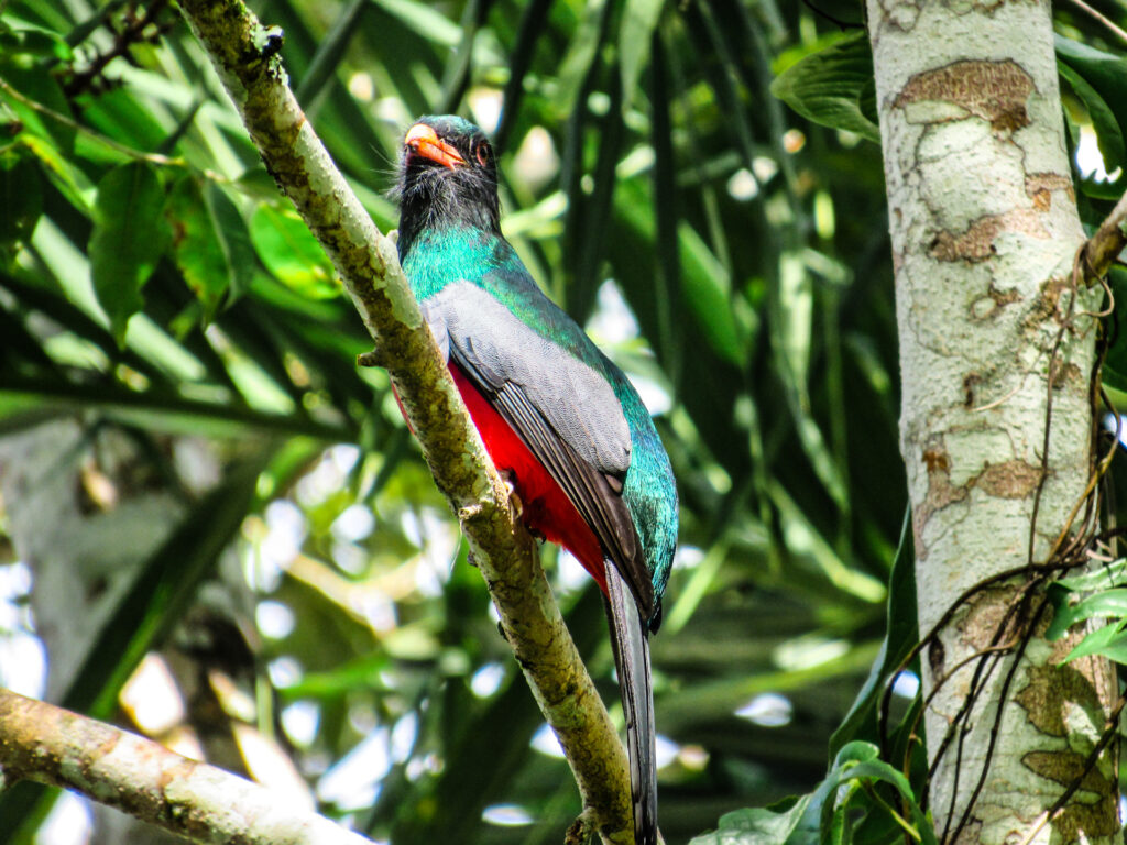 Belize Birding Festival Chaa Creek 