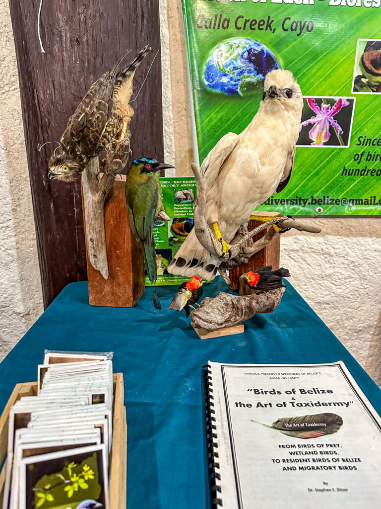 Belize Birding Festival Chaa Creek 