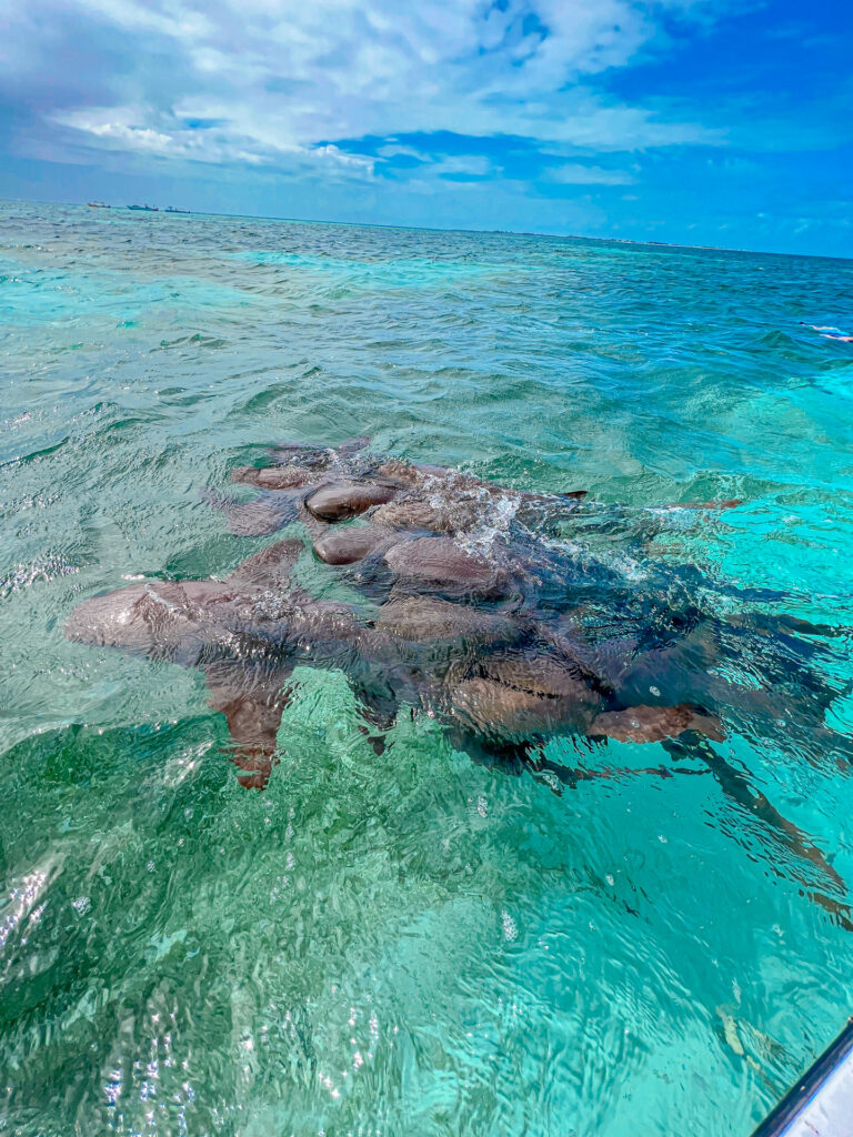 Belize Caye Caulker Snorkeling Tour 