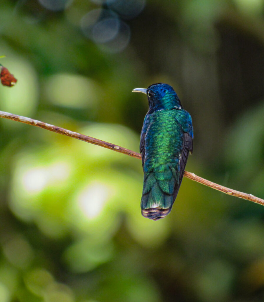 Birding Belize chaa creek 