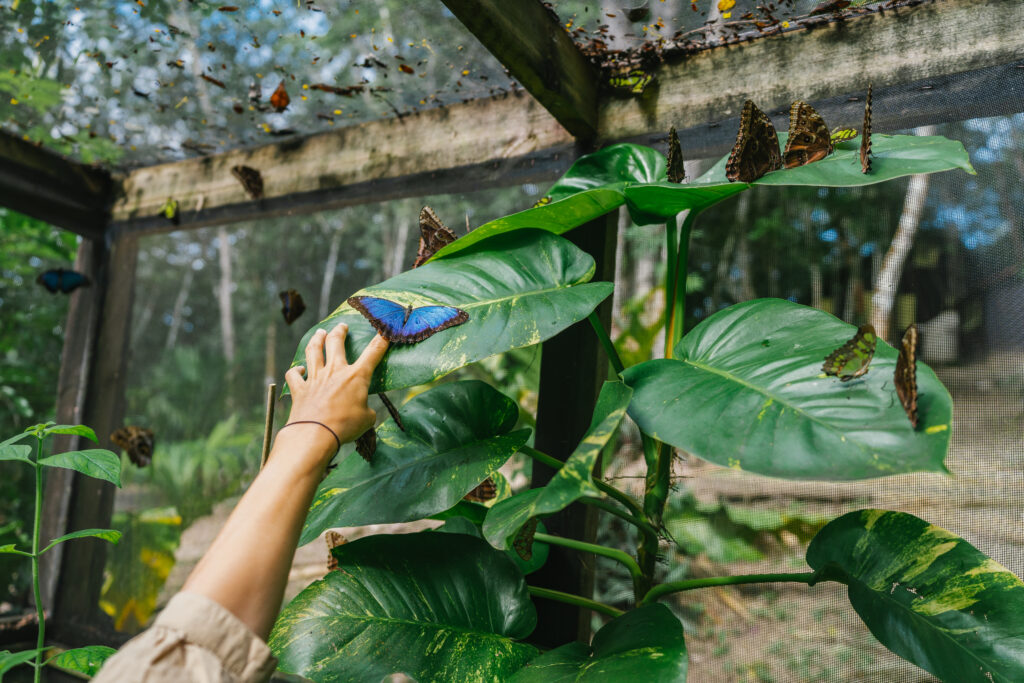 Belize Chaa Creek Family adventure 
