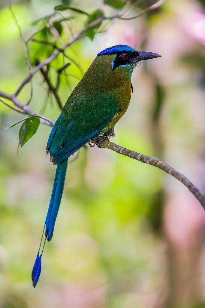 Birding Belize Chaa Creek 