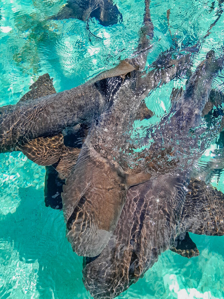 Snorkeling Belize Caye Caulker 