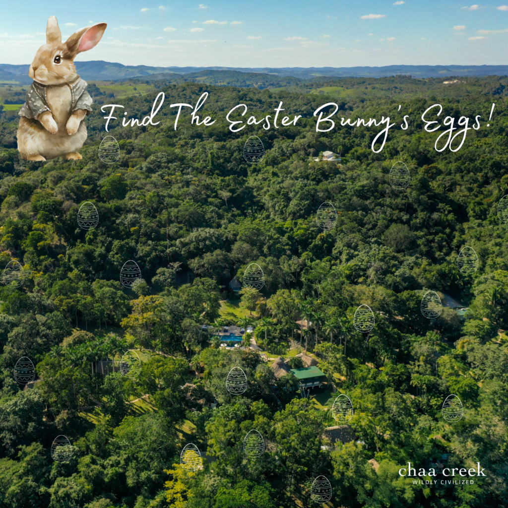 find the easter bunny 1