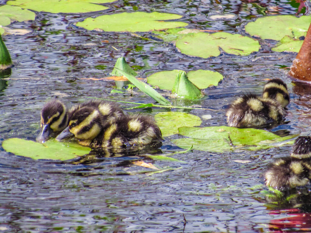 Belize fauna 