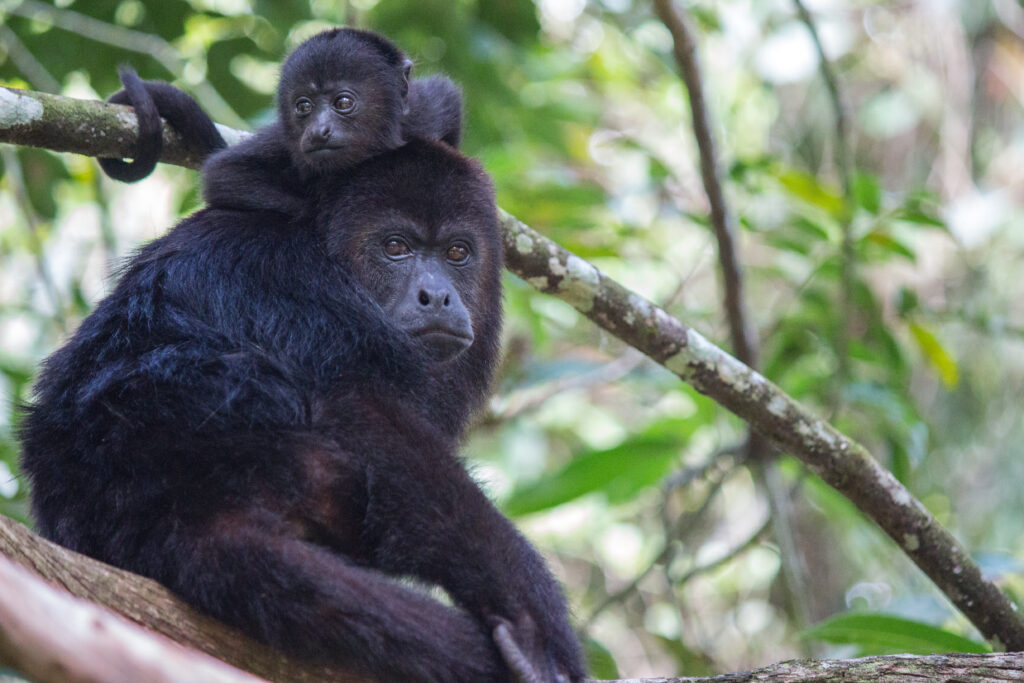 Howler Monkey at Belize Chaa Creek 
