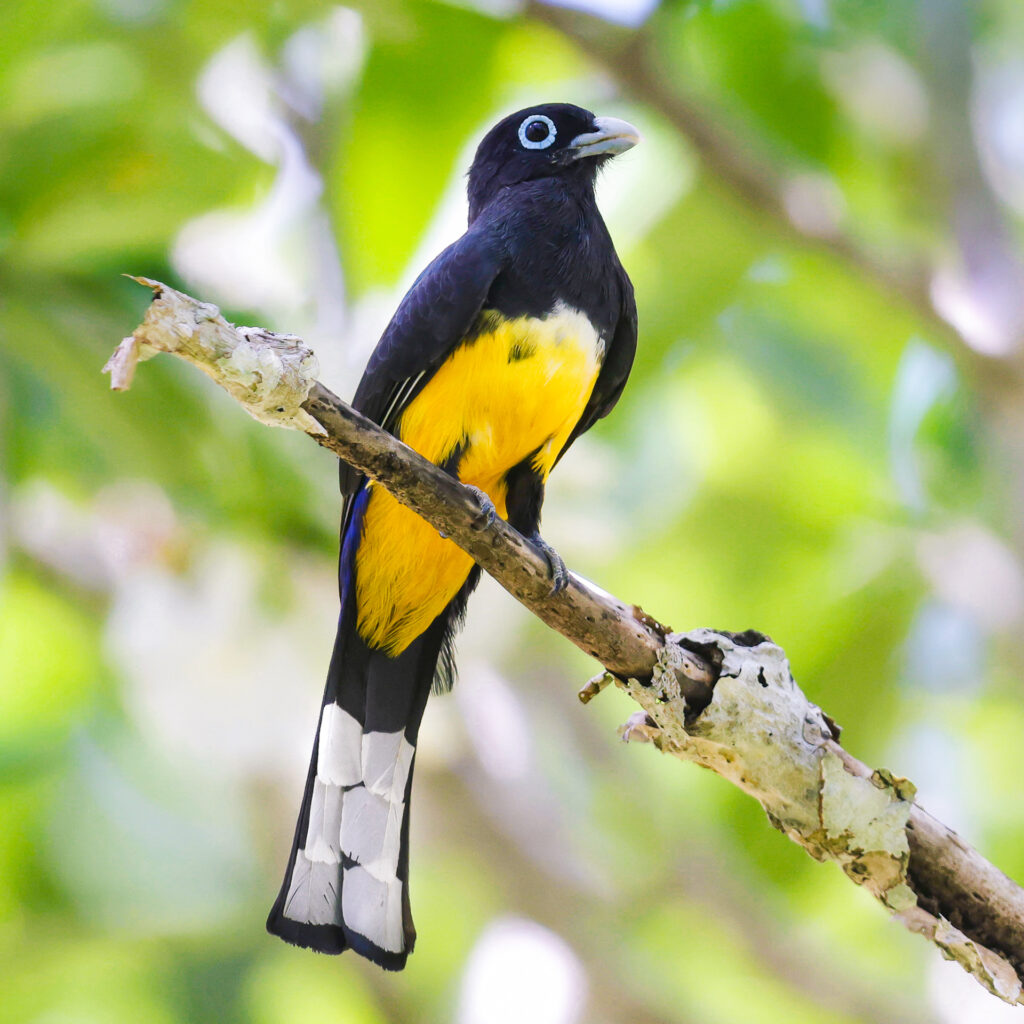 Gartered Trogon Belize Chaa Creek Birding