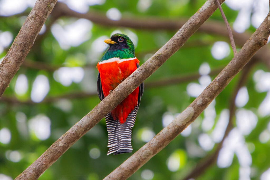 Collared Trogon Belize Birding Chaa Creek