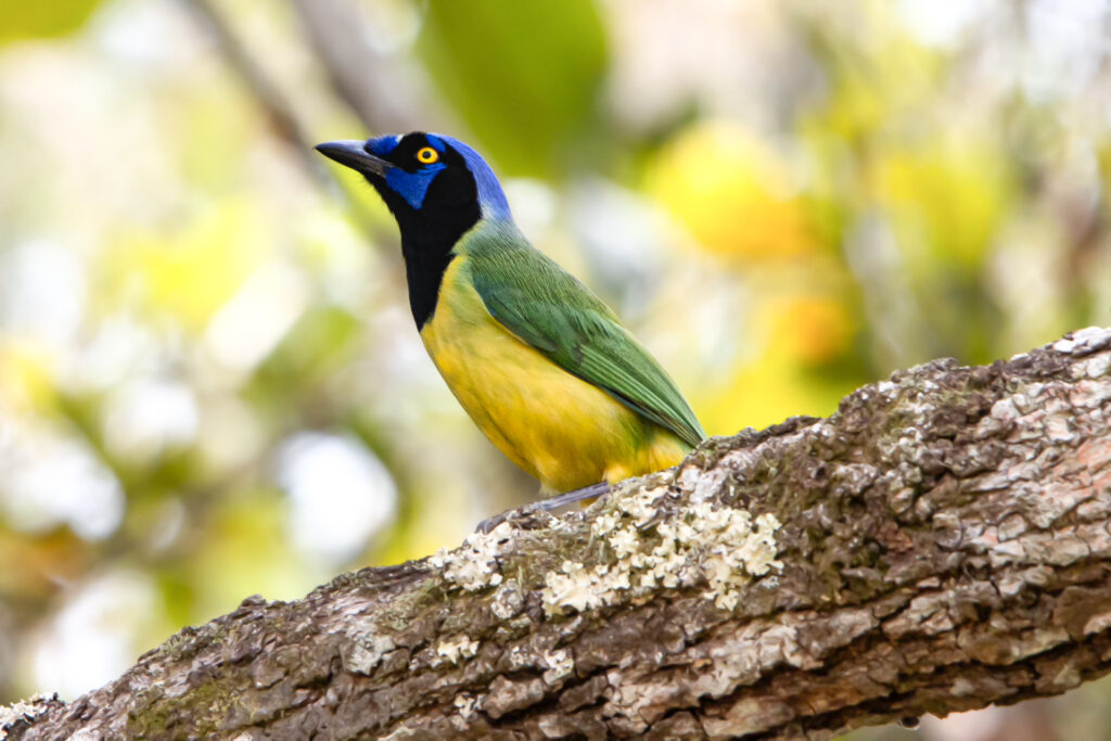 green jay