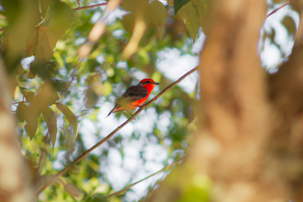 Scarlet Tanager Belize Chaa Creek Birding