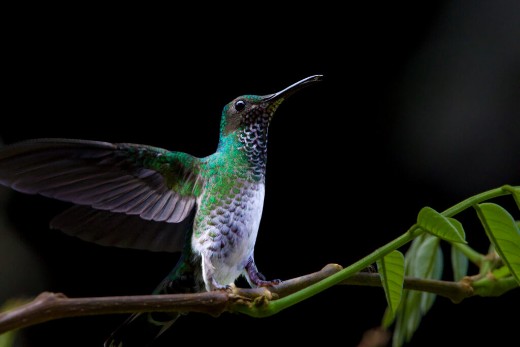 Rufous tailed Hummingbird Belize Chaa Creek