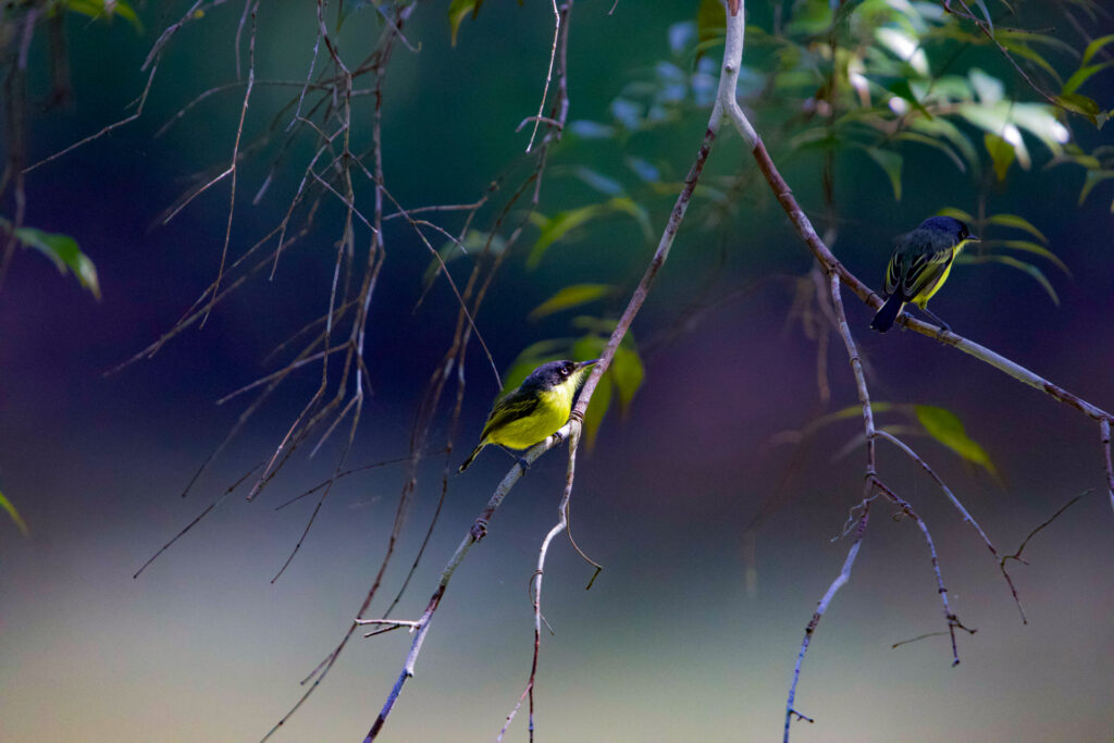 Common Todd-Flycatcher