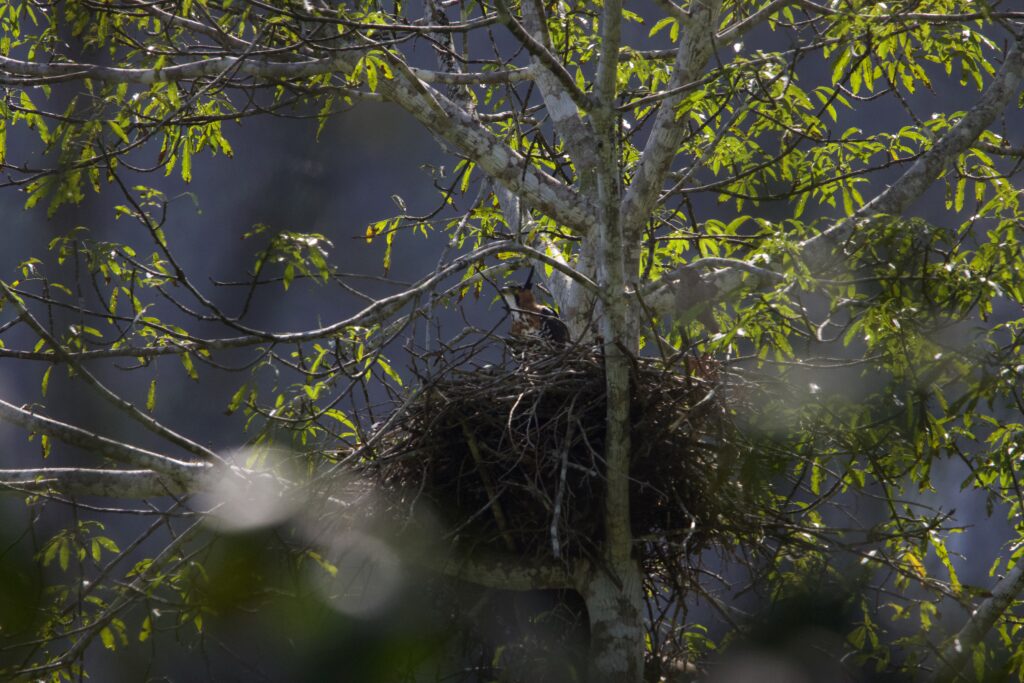 Belize Birding Vacations 