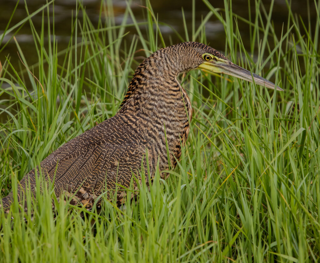 Bared-Throated Tiger Heron Belize Chaa Creek