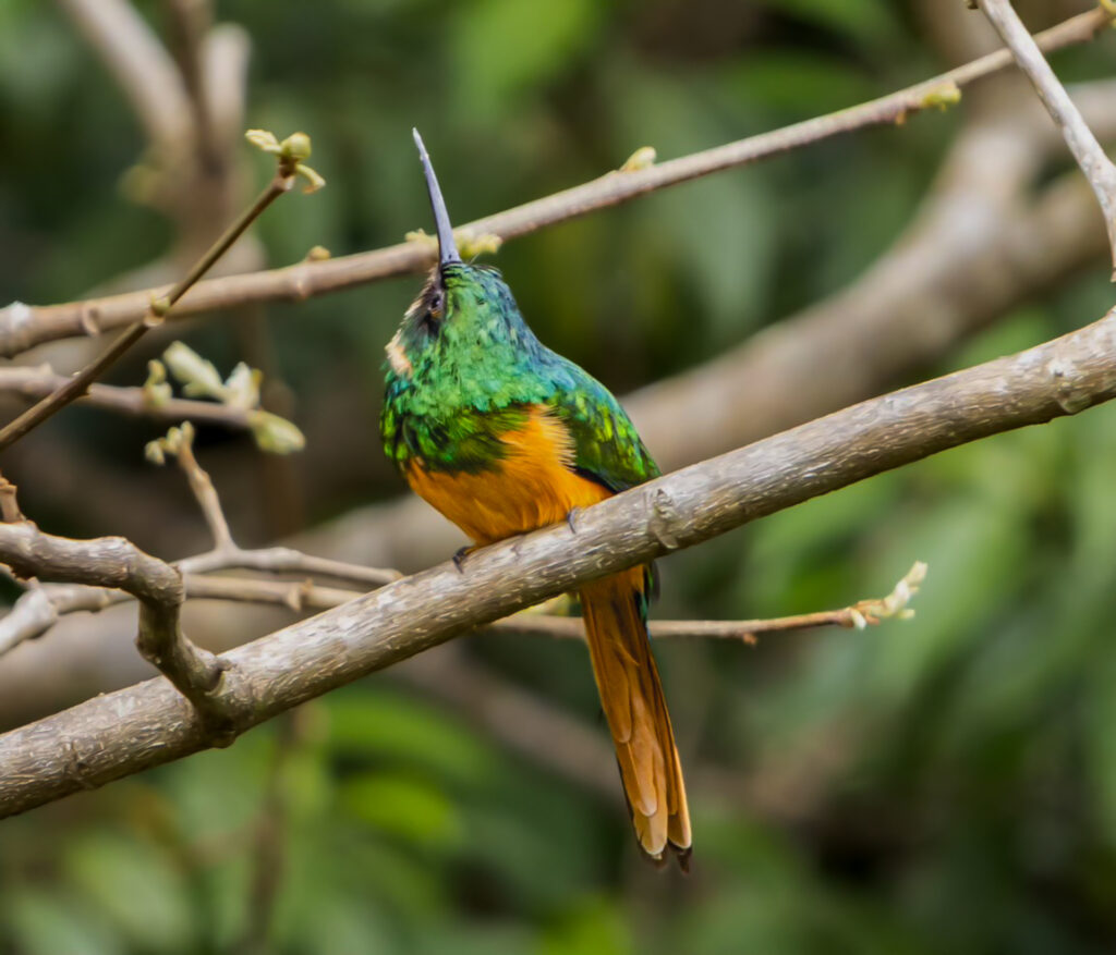 Rufous tailed Jacamar Belize Chaa Creek Birding