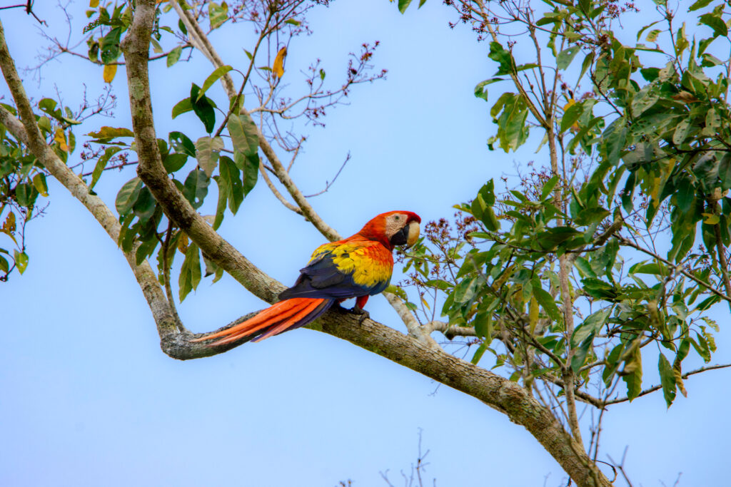 Belize Scarlet Macaw