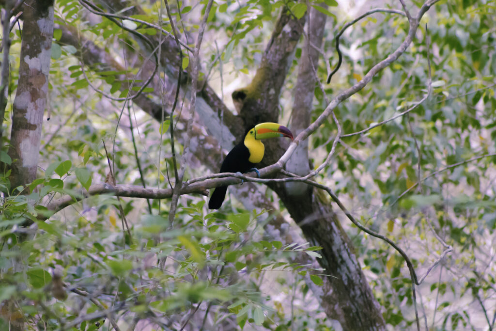 Keel-billed Toucan Belize Chaa Creek