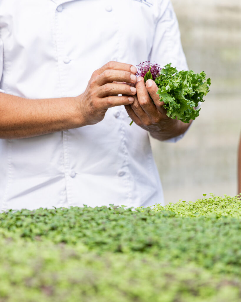 Sustainable tourism at The Lodge at Chaa creek Organic Maya Farm