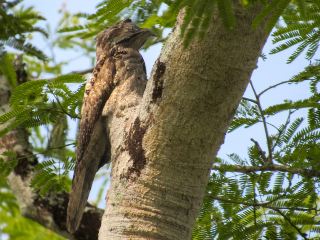 Northern Potoo Belize Birding Chaa Creek