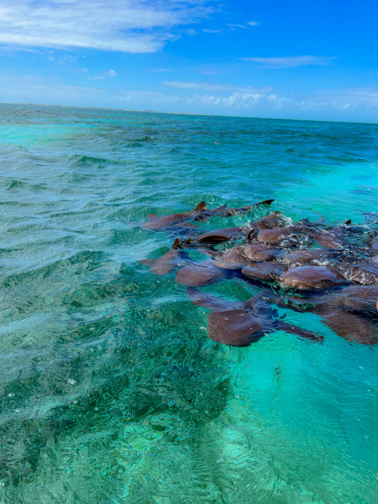 Nurse Sharks Belize Caye Caulker 