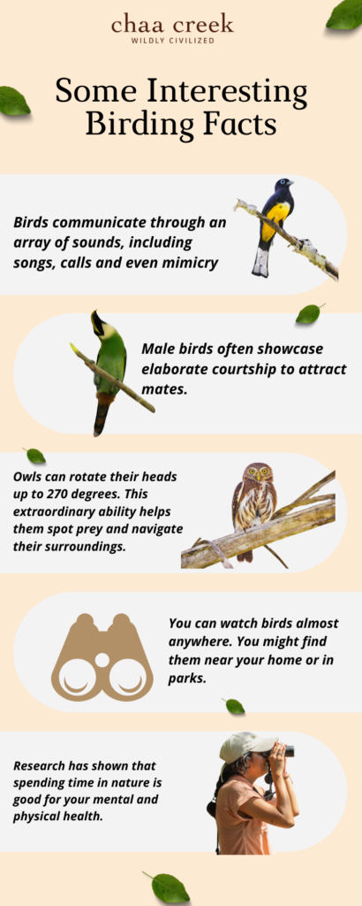 Birding facts Belize Chaa Creek