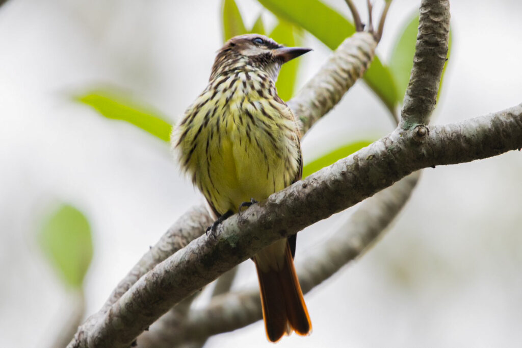 Sulphur-bellied flycatcher Belize Chaa Creek