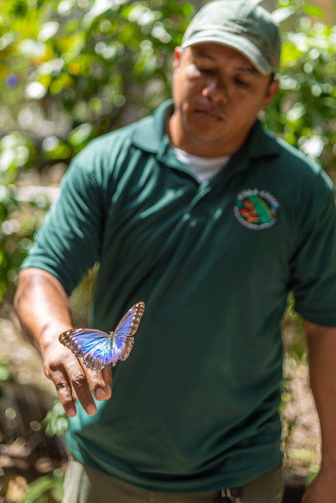 Chaa Creek Butterfly Farm Blue Morpho Butterfly 
