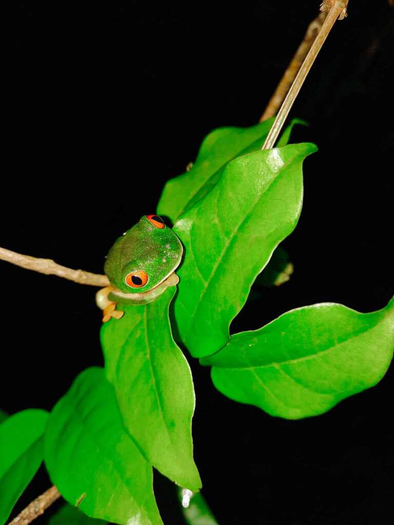 Chaa Creek Creatures of the night tour 