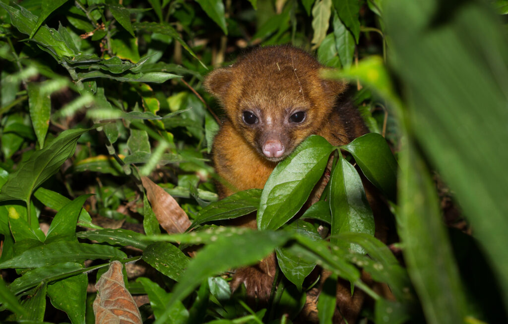 kinkajou