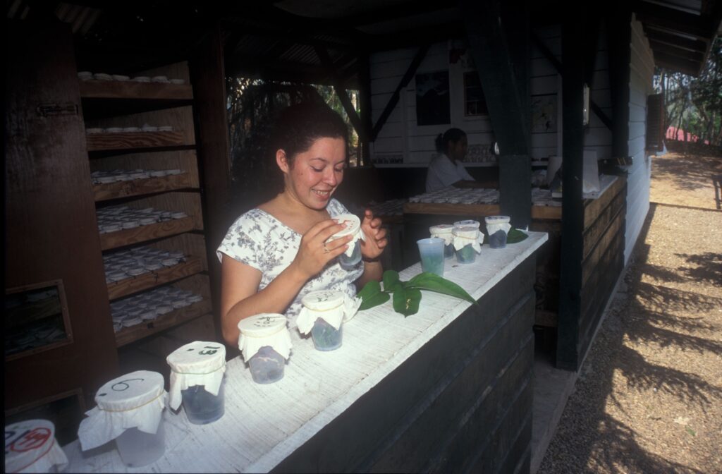 belize 1995 04 0226 1