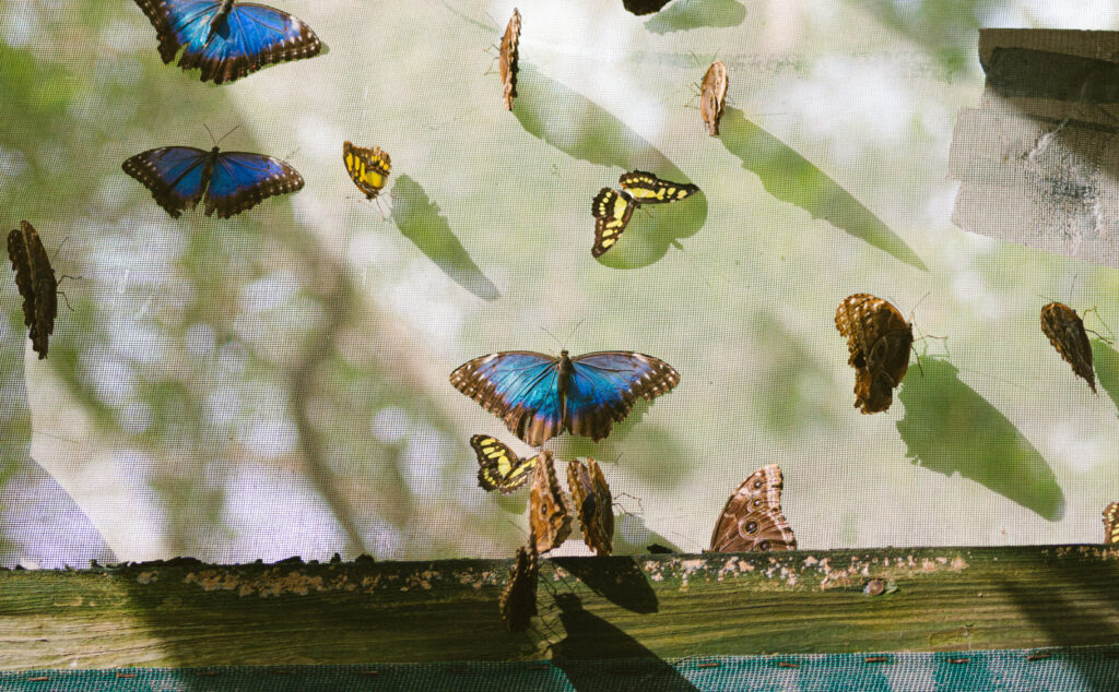 The Lodge at Chaa Creek Butterfly Farm San Ignacio 
