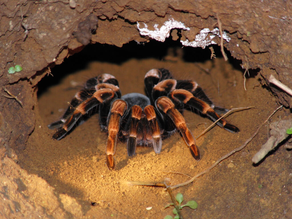 chaa creek tarantula night walk 